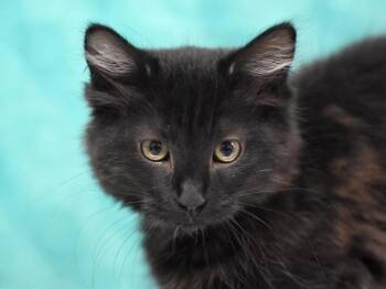 Cinnamon Roll -  Domestic Medium Hair Cat for Adoption in Portland, Oregon - Cinnamon Roll | PetCurious