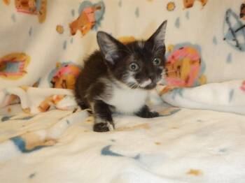 A1411187 -  Domestic Short Hair Cat for Adoption in San Jose, California - A1411187 | PetCurious