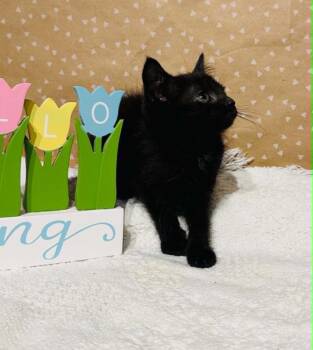 Dame Fuzzalina -  Domestic Short Hair Cat for Adoption in Groveland, Massachusetts - Dame Fuzzalina | PetCurious