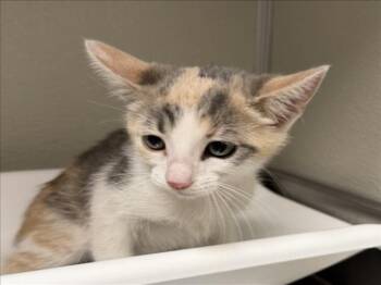 DEE DEE -  Domestic Short Hair Cat for Adoption in Tracy, California - DEE DEE | PetCurious