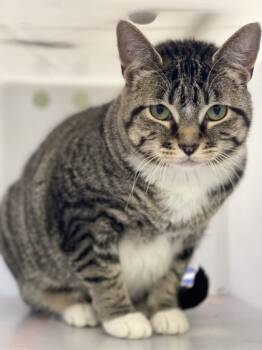 Rescue Domestic Short Hair Cats for Adoption in Longview, Texas - Ursula | PetCurious