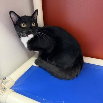 Jeff -  Domestic Short Hair Cat for Adoption in Janesville, Wisconsin - Jeff | PetCurious