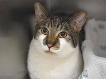 Rescue Domestic Short Hair Cats for Adoption in Portland, Oregon - Armani | PetCurious