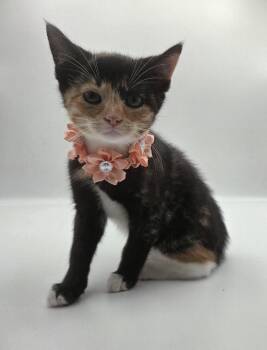 April May -  Domestic Short Hair and Calico Cat for Adoption in Attalla, Alabama - April May | PetCurious