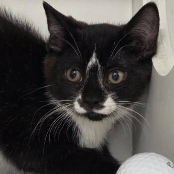 Goosey Loosey -  Domestic Short Hair Cat for Adoption in Voorhees Township, New Jersey - Goosey Loosey | PetCurious
