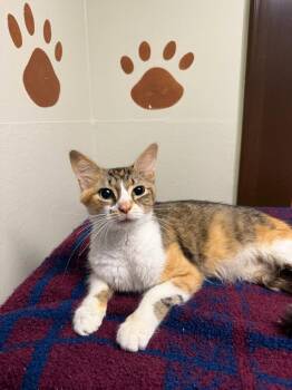 Middie -  Domestic Medium Hair Cat for Adoption in Lovingston, Virginia - Middie | PetCurious