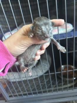 Domestic Short Hair Cats Available for Adoption - Lizard | PetCurious