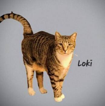 Tabby Cats Available for Adoption - Loki #dont-forget-me | PetCurious