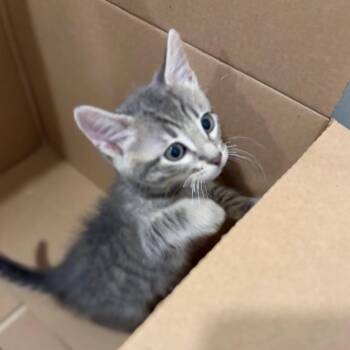 Domestic Short Hair Cats Available for Adoption in Westminster, California - Quantum | PetCurious
