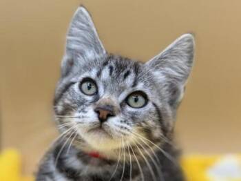 Daffodil -  Domestic Short Hair Cat for Adoption in Portland, Oregon - Daffodil | PetCurious
