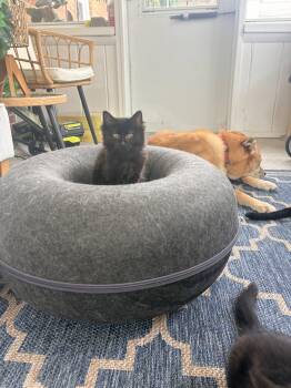 Cookie Monster -  Domestic Medium Hair Cat for Adoption in Walled Lake, Michigan - Cookie Monster | PetCurious