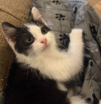 Figaro -  Domestic Short Hair Cat for Adoption in Reston, Virginia - Figaro | PetCurious