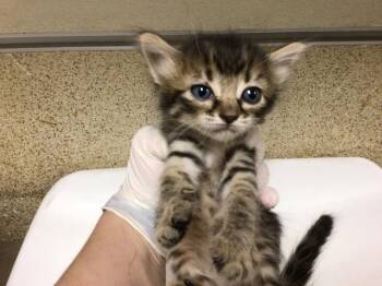 Domestic Medium Hair Cats Available for Adoption - LEIA | PetCurious