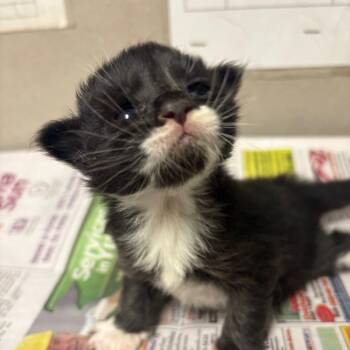 Domestic Long Hair Cats Available for Adoption - Cash | PetCurious