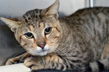 Macaroni -  Domestic Short Hair and Tiger Cat for Adoption in Sanford, Florida - Macaroni | PetCurious