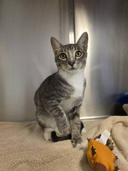 Sourdough -  Domestic Short Hair Cat for Adoption in Umatilla, Florida - Sourdough | PetCurious