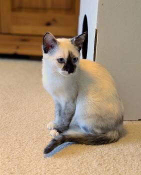 Ambrosia26 -  Siamese Cat for Adoption in Youngsville, North Carolina - Ambrosia26 | PetCurious