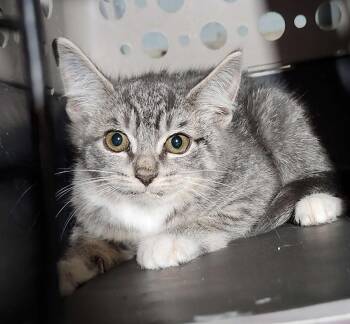 Rescue Tabby Cats for Adoption in Piscataway, New Jersey - Ivy | PetCurious