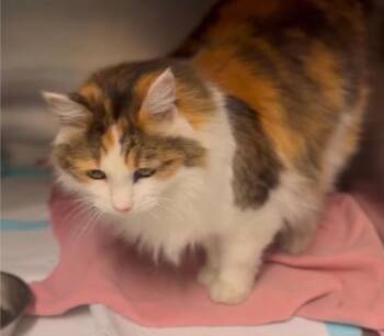 Domestic Long Hair Cats Available for Adoption in Thatcher, Arizona - Winter | PetCurious