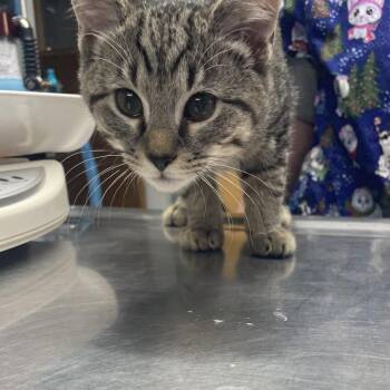 Domestic Short Hair Cats Available for Adoption - Moe | PetCurious