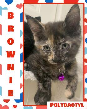 Brownie -  Extra Toes Cat Hemingway Polydactyl Cat for Adoption in Pasco, Washington - Brownie | PetCurious