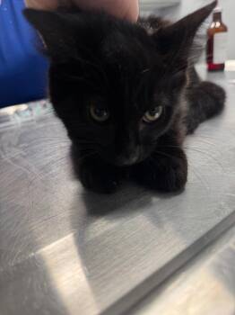 Columbia -  Domestic Short Hair Cat for Adoption in Bloomington, Indiana - Columbia | PetCurious