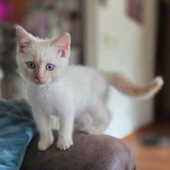 Wittke -  Siamese and Domestic Short Hair Cat for Adoption in Stoughton, Wisconsin - Wittke | PetCurious
