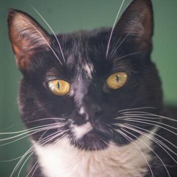 Domestic Short Hair Cats Available for Adoption in Decatur, Georgia - Olive | PetCurious