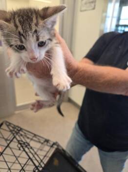 Clover -  Domestic Short Hair Cat Available for Adoption in Bossier City, Louisiana - Clover | PetCurious