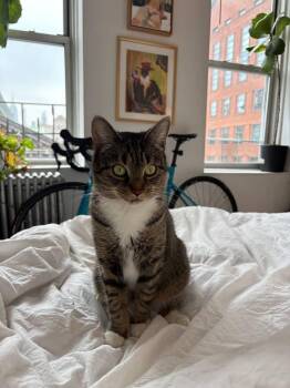 Domestic Short Hair Cats Available for Adoption - Gigi | PetCurious