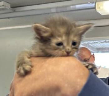 Brinley -  Domestic Short Hair Cat for Adoption in West Memphis, Arkansas - Brinley | PetCurious