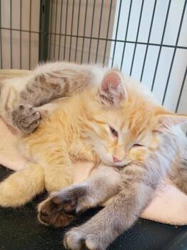 Willow -  Domestic Medium Hair and Domestic Short Hair Cat for Adoption in Beatrice, Nebraska - Willow | PetCurious