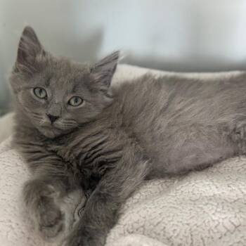 Charmin -  Domestic Short Hair Cat for Adoption in Ridgely, Maryland - Charmin | PetCurious