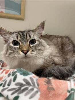 Lola -  Siamese and Domestic Long Hair Cat for Adoption in Napa, California - Lola | PetCurious