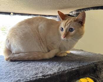 Rescue Siamese Cats for Adoption in Mount Airy, North Carolina - Butter, Sweet Flame Point Siamese Adult Male | PetCurious