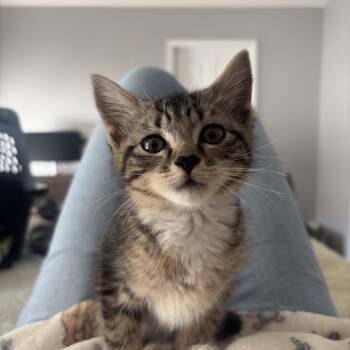 Madison -  Tabby Cat for Adoption in Charlotte, North Carolina - Madison | PetCurious