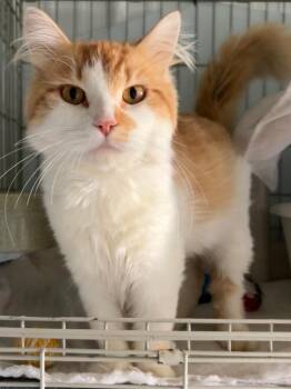 Pumi -  Domestic Medium Hair Cat for Adoption in Hartford City, Indiana - Pumi | PetCurious