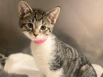 SASSY PANTS -  Domestic Short Hair Cat for Adoption in Fort Wayne, Indiana - SASSY PANTS | PetCurious