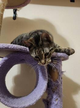 Tabby Cats Available for Adoption in San Antonio, Texas - Zoey | PetCurious