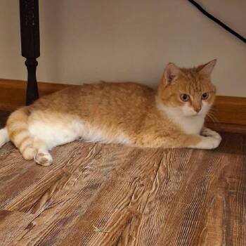 Clementine -  American Shorthair Cat Available for Adoption in Bethel, Connecticut - Clementine | PetCurious