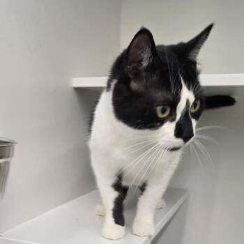 Domestic Short Hair Cats Available for Adoption in Buffalo, New York - Phineas | PetCurious