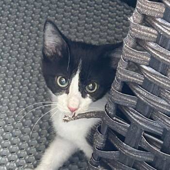 Da Vinci -  Domestic Short Hair Cat for Adoption in Eureka Springs, Arkansas - Da Vinci | PetCurious