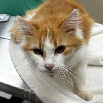 Domestic Long Hair Cats Available for Adoption in Shinnston, West Virginia - Gypsy Rose | PetCurious