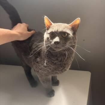 Gilbert Grape -  Domestic Short Hair Cat for Adoption in Columbia, Missouri - Gilbert Grape | PetCurious