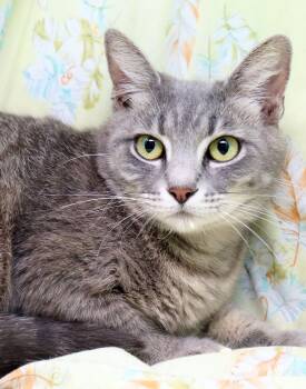Domestic Short Hair Cats Available for Adoption in Tierra Verde, Florida - Magpie | PetCurious