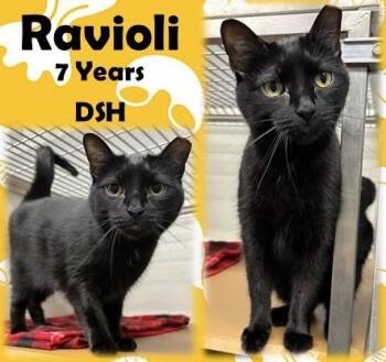 Ravioli -  Domestic Short Hair Cat for Adoption in Franklin, Indiana - Ravioli | PetCurious