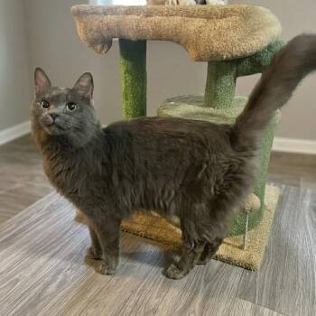 Russian Blue and Nebelung Cats Available for Adoption in Oakwood, Georgia - MR. BLUE GUY | PetCurious
