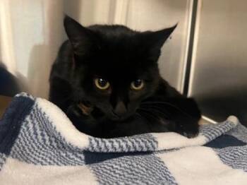 Sandia -  Domestic Short Hair Cat for Adoption in Fort Worth, Texas - Sandia | PetCurious