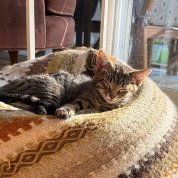 Han -  Domestic Short Hair Cat for Adoption in Wheeling, Illinois - Han | PetCurious