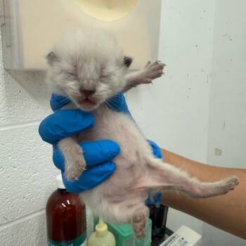 Domestic Short Hair Cats Available for Adoption in Leander, Texas - Ahriman | PetCurious